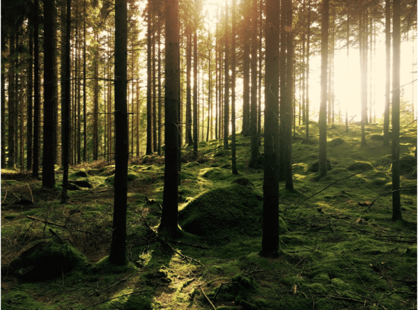 Community Forest Trust, United Kingdom
